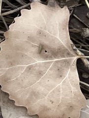 Entomobrya unostrigata