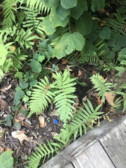 Pelazoneuron kunthii