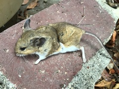 Peromyscus gambelii