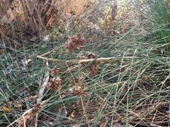 Juncus acutus