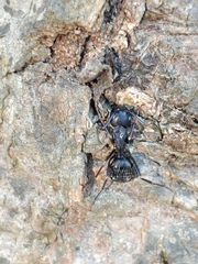 Ophiocordyceps unilateralis