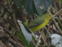 Aegithina lafresnayei