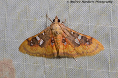 Sameodes pictalis