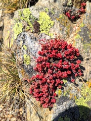 Sedum brevifolium