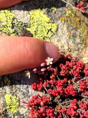 Sedum brevifolium
