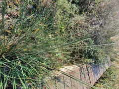 Juncus acutus