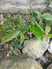 Syngonium angustatum