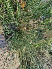 Juncus acutus