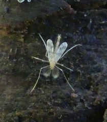Tanypodinae