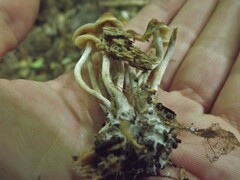 Psilocybe caerulipes