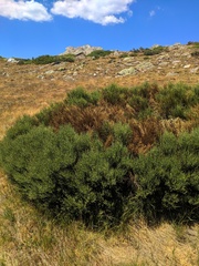 Cytisus oromediterraneus