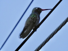 Cynanthus latirostris