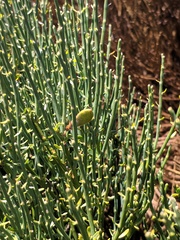 Cytisus oromediterraneus