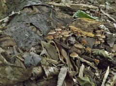 Psilocybe caerulipes