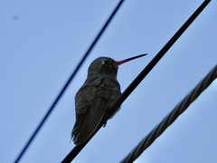 Cynanthus latirostris