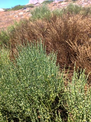 Cytisus oromediterraneus