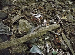 Psilocybe caerulipes