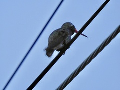 Cynanthus latirostris