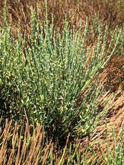 Cytisus oromediterraneus