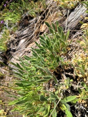 Biscutella laevigata