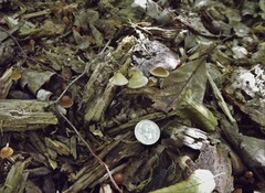 Psilocybe caerulipes