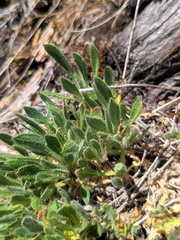 Biscutella laevigata