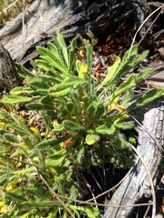 Biscutella laevigata