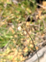 Biscutella laevigata