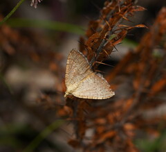 Chrysolarentia insulsata