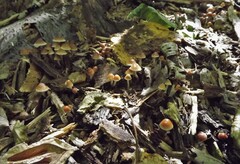 Psilocybe caerulipes