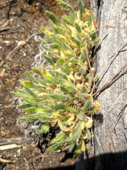 Biscutella laevigata