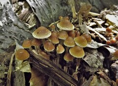 Psilocybe caerulipes