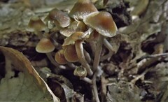 Psilocybe caerulipes