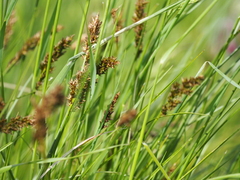 Carex appropinquata