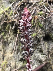 Allotropa virgata
