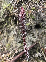 Allotropa virgata