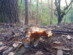 Craterellus lutescens