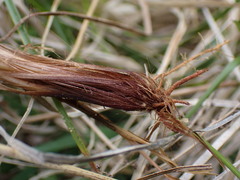 Carex appropinquata