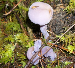 Laccaria amethysteo-occidentalis