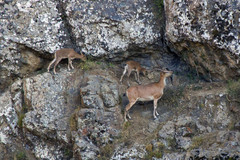 Capra aegagrus aegagrus