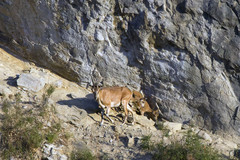 Capra aegagrus aegagrus