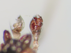 Enoplognatha mandibularis