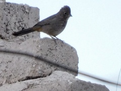 Melozone fusca