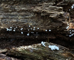 Ceratiomyxa fruticulosa