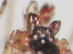 Enoplognatha mandibularis