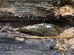 Ceratiomyxa fruticulosa