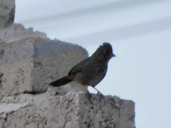 Melozone fusca