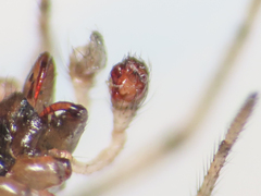 Enoplognatha mandibularis