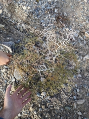 Psorothamnus arborescens