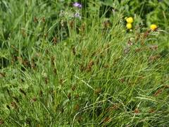 Carex appropinquata